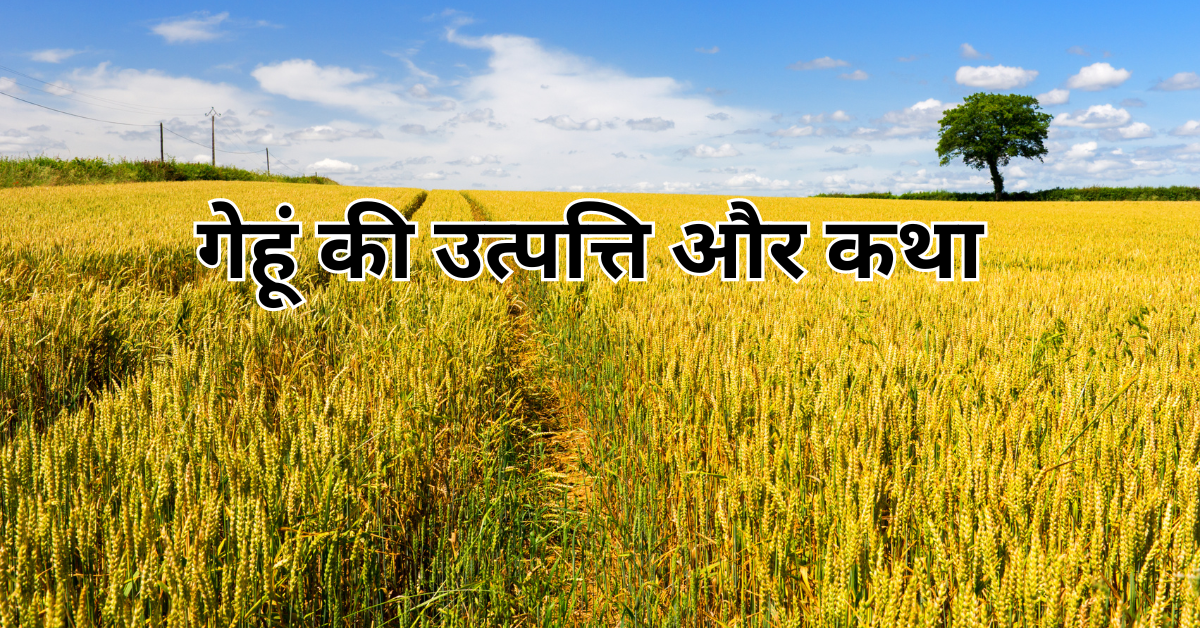 गेहूं की उत्पत्ति