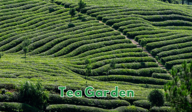 tea