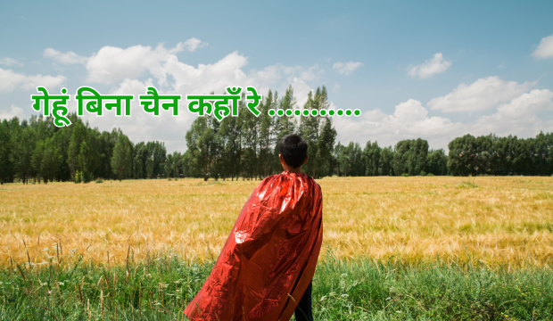 गेहूं की उत्पत्ति 