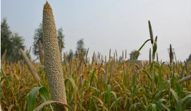 सर्दी से बचने के उपाय
